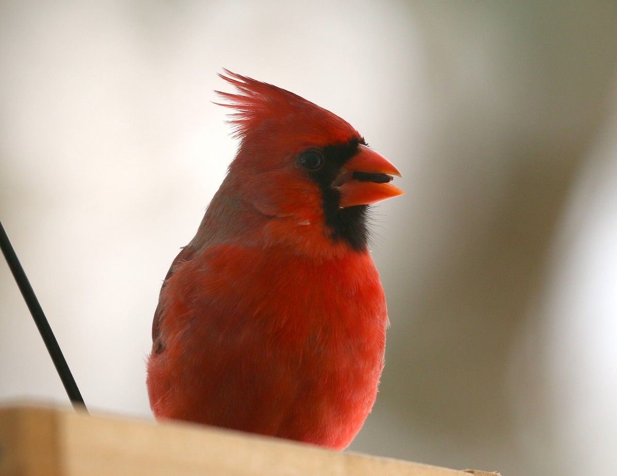 Cardinal rouge - ML294260491