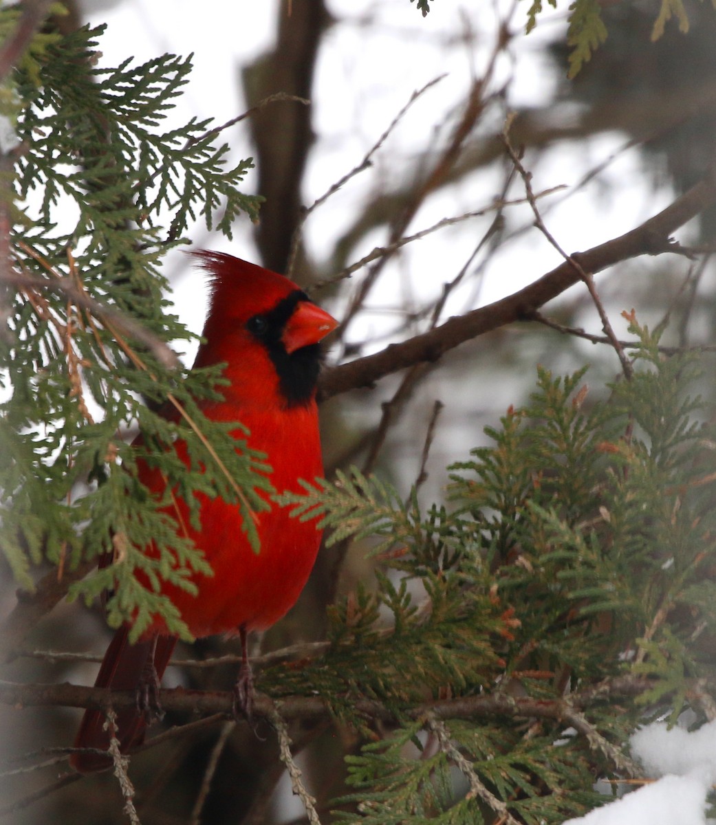 Cardinal rouge - ML294260521