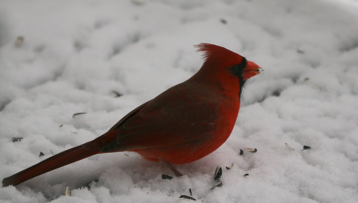 Cardinal rouge - ML294260541