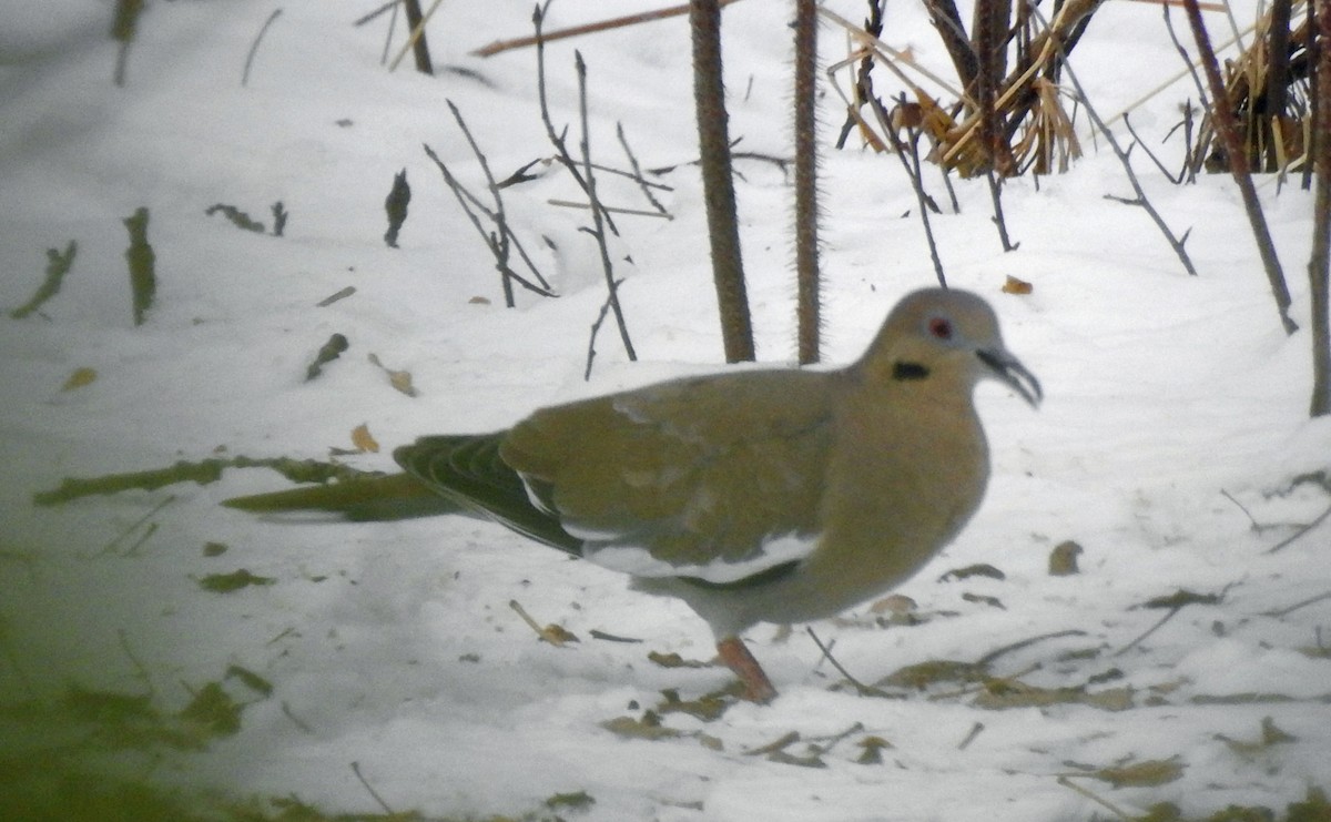 White-winged Dove - ML294261441