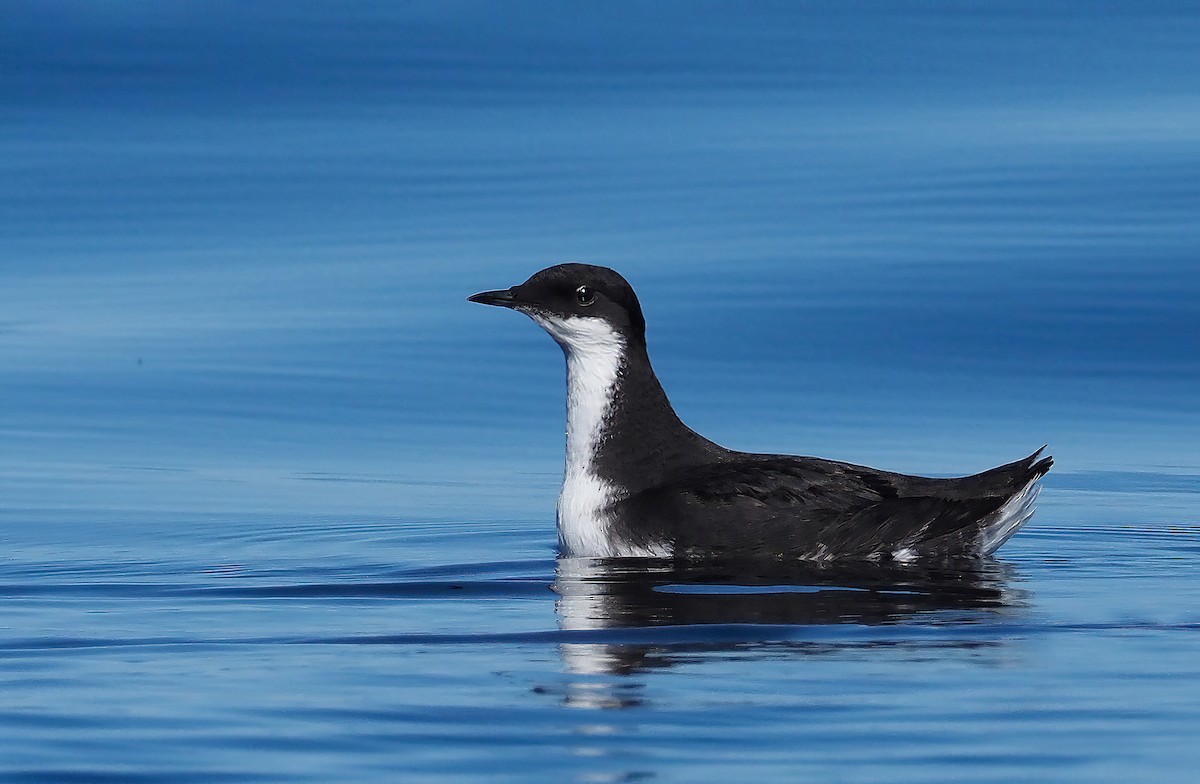 Craveri's Murrelet - Andrew Spencer