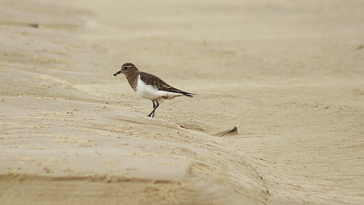 Rufous-chested Dotterel - ML29426171