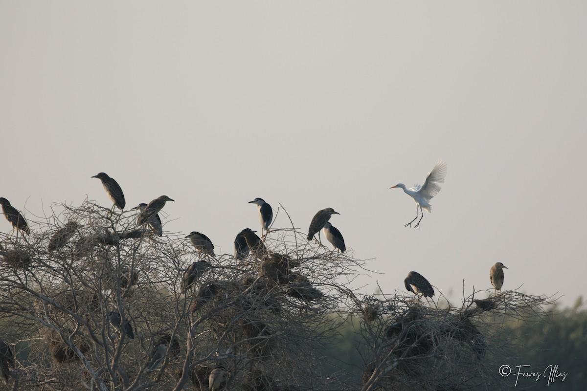 Black-crowned Night Heron - ML294261721