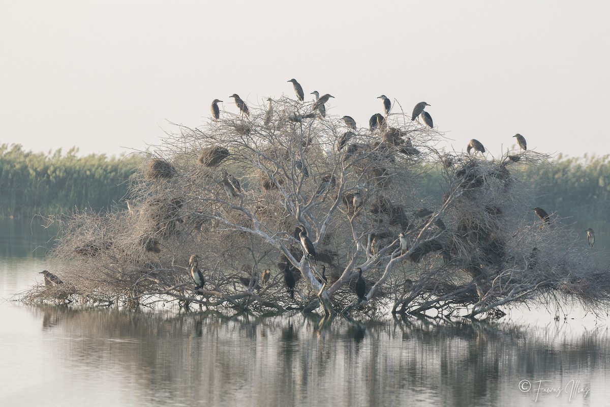 Black-crowned Night Heron - ML294261741