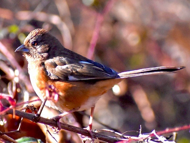 Eastern Towhee - ML294264611