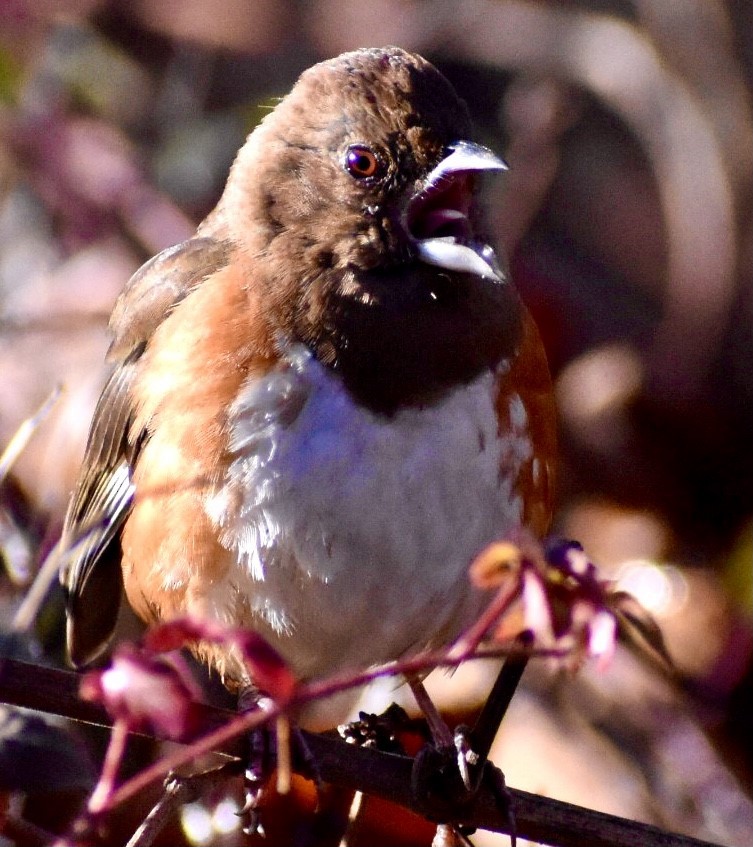 Eastern Towhee - ML294264761