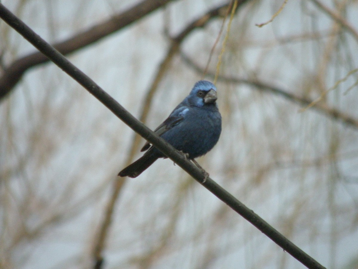 Ultramarine Grosbeak - ML29426591