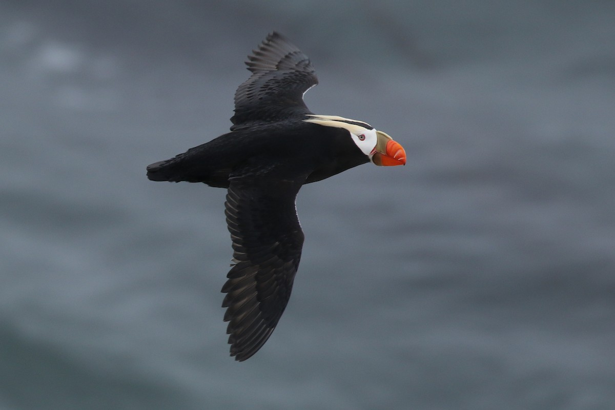 Tufted Puffin - Liam Singh