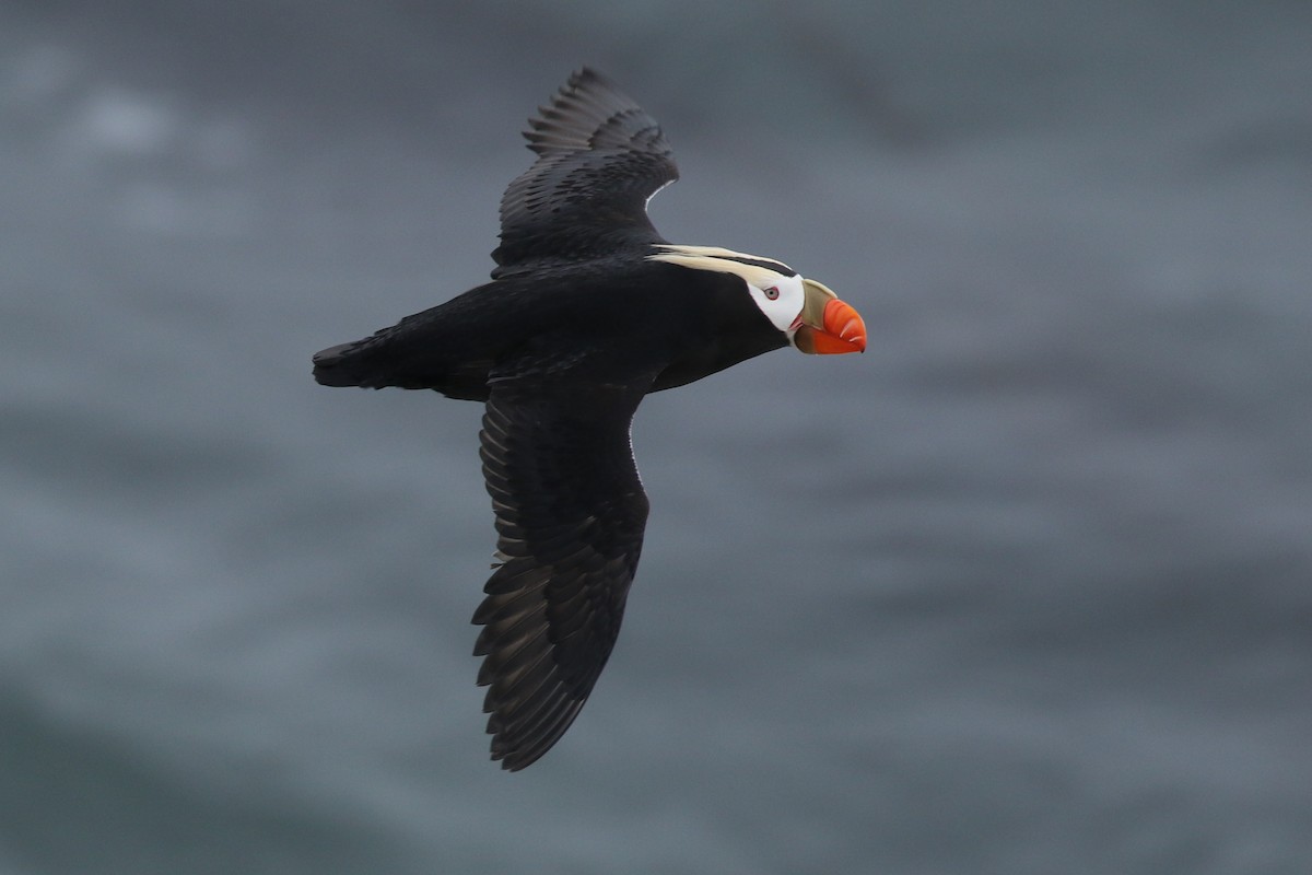 Tufted Puffin - ML29426601