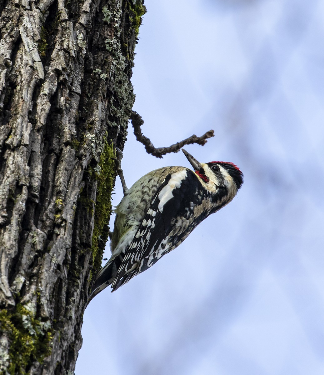 Yellow-bellied Sapsucker - ML294266371