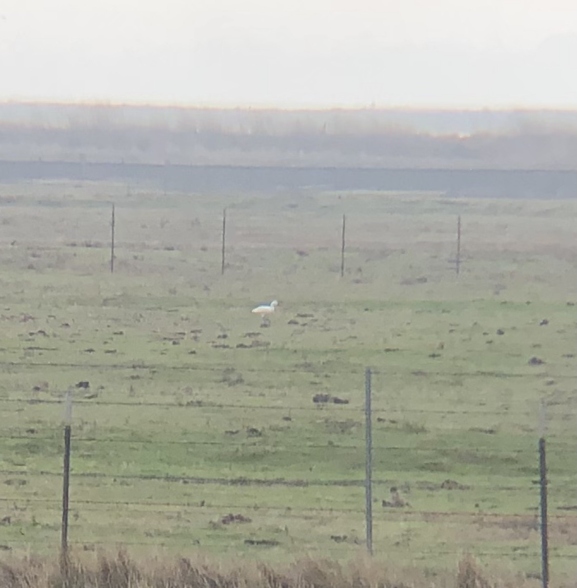 Snow/Ross's Goose - ML294266561