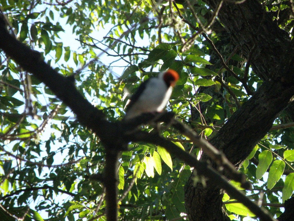 Yellow-billed Cardinal - ML29426671