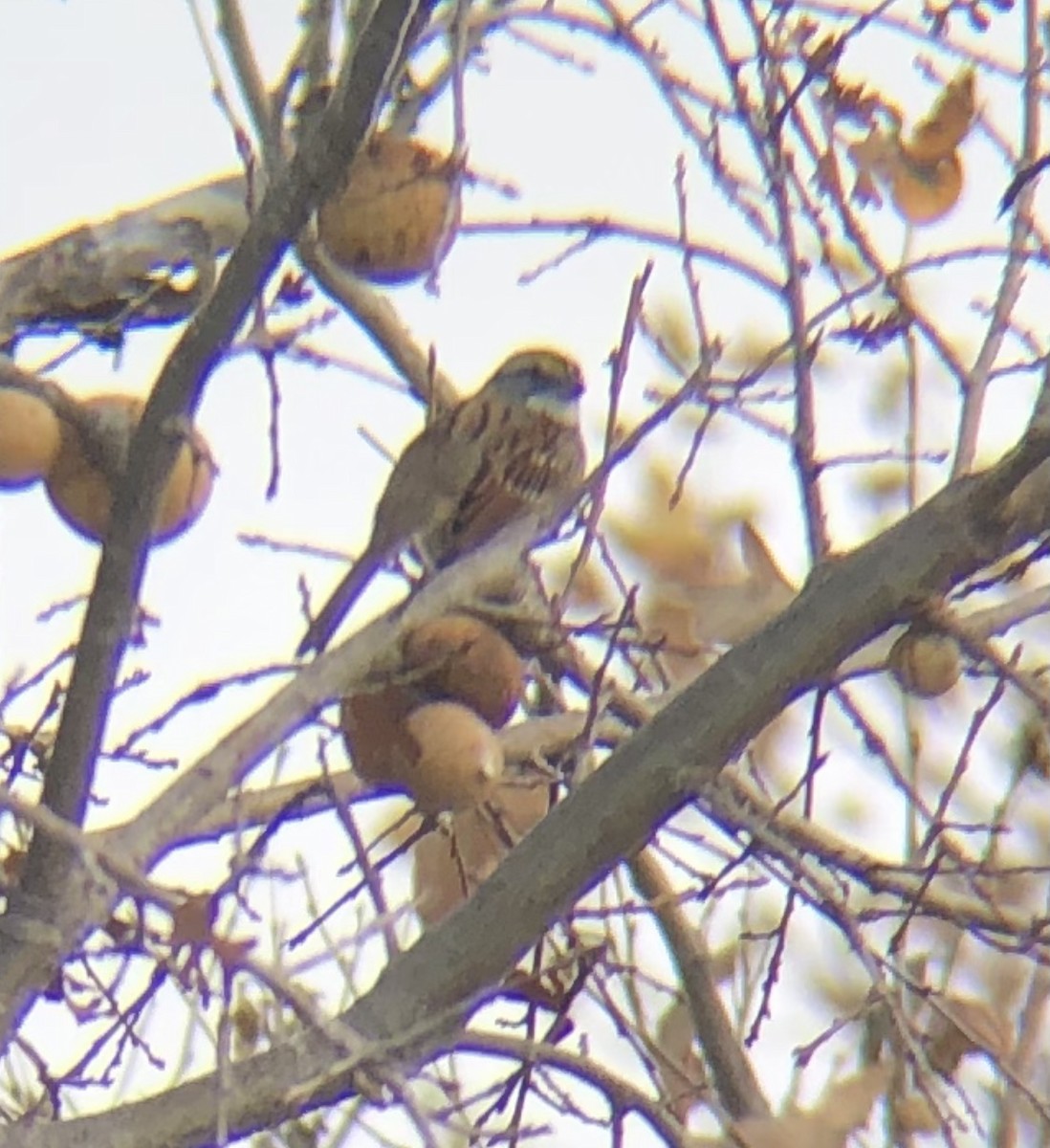 White-throated Sparrow - ML294266891