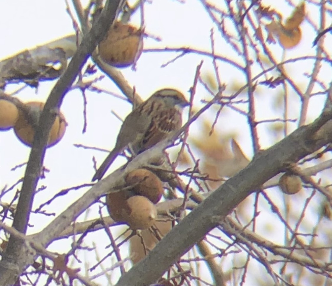 White-throated Sparrow - ML294266921