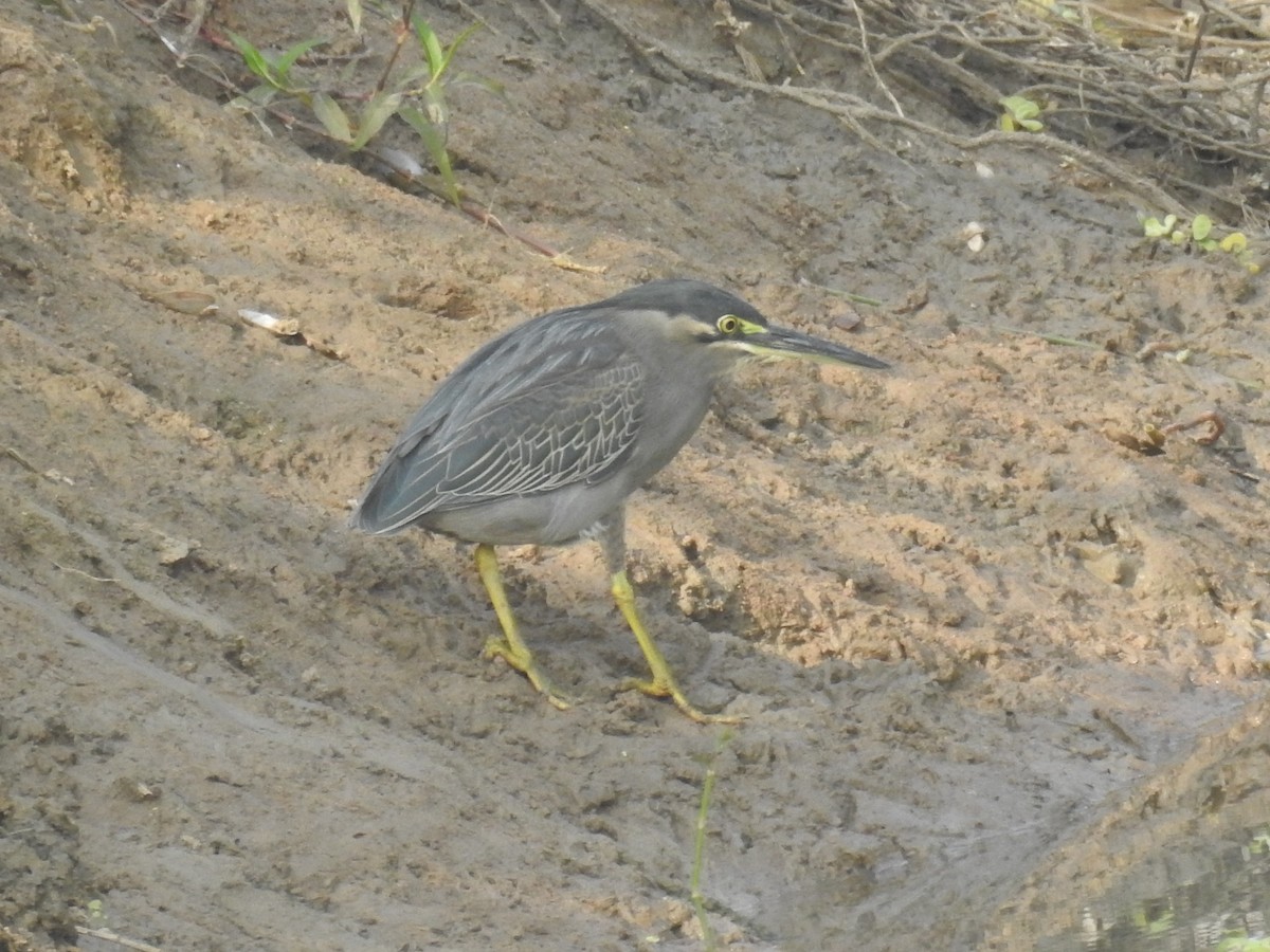 Striated Heron - ML294267641