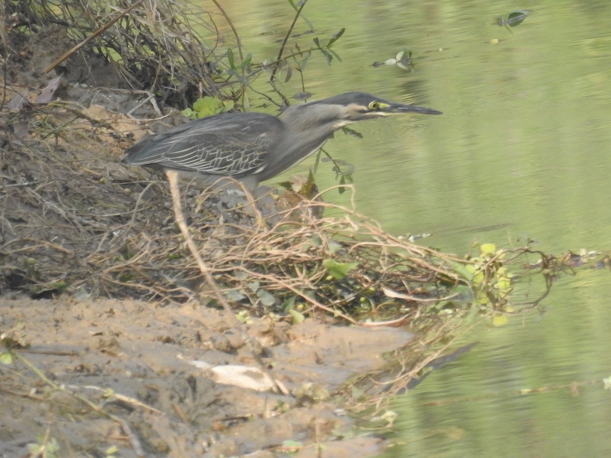 Striated Heron - ML294267651