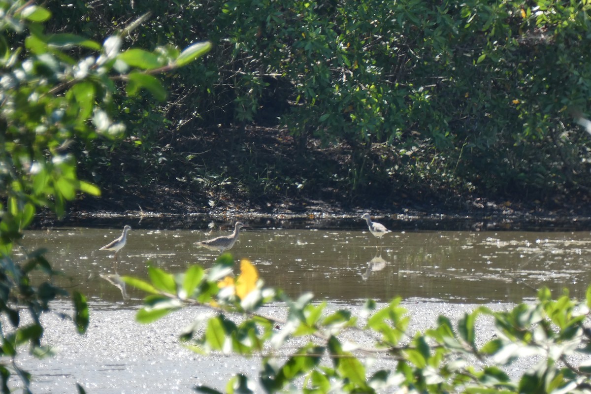 Lesser Yellowlegs - ML294269021