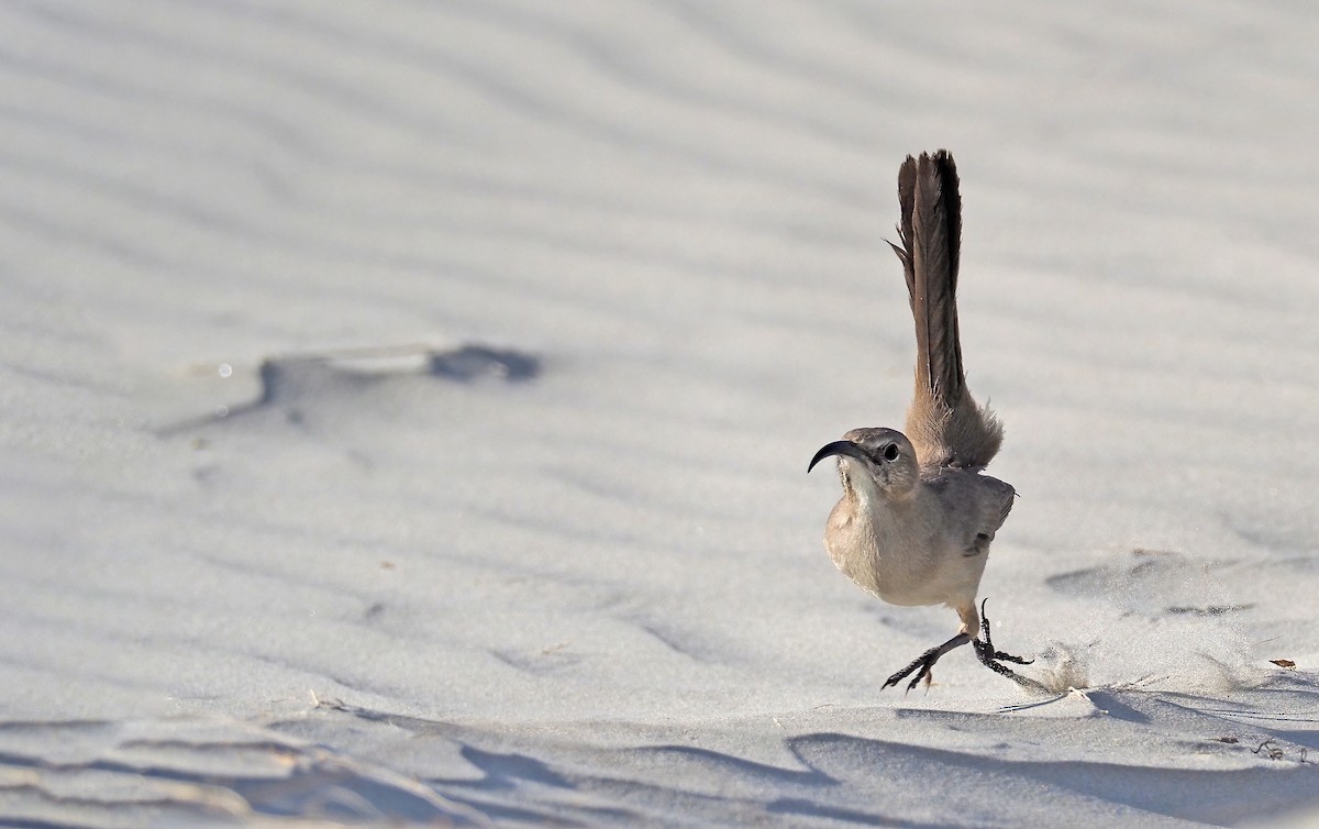 LeConte's Thrasher (Vizcaino) - Andrew Spencer