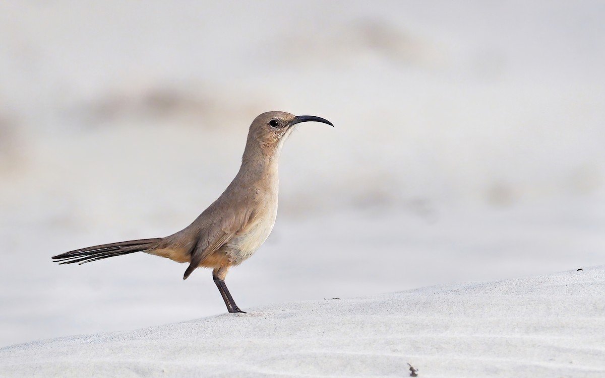 LeConte's Thrasher (Vizcaino) - Andrew Spencer