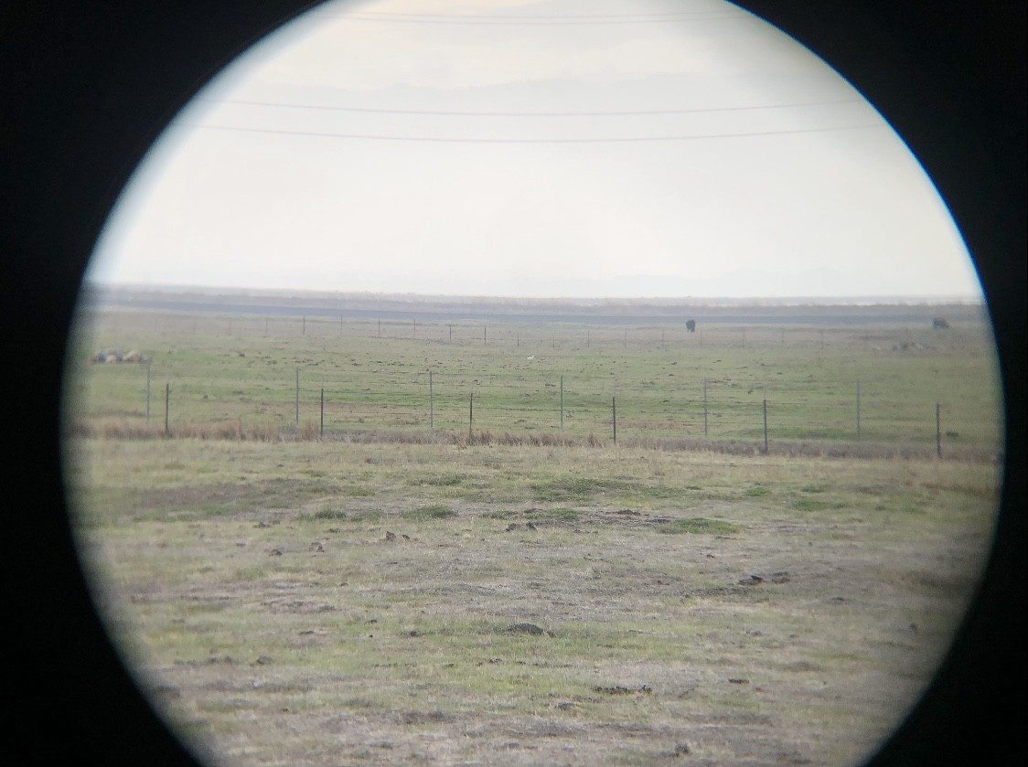 Snow/Ross's Goose - ML294269541