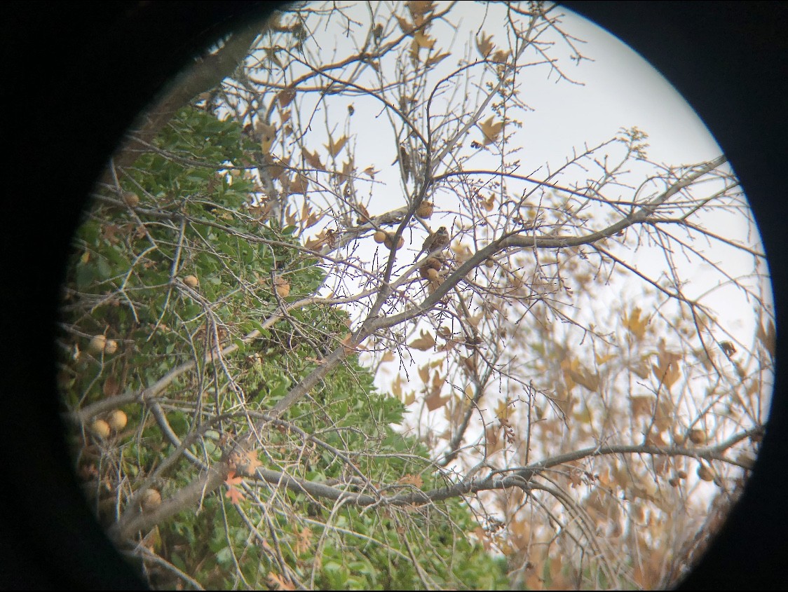 White-throated Sparrow - ML294269741