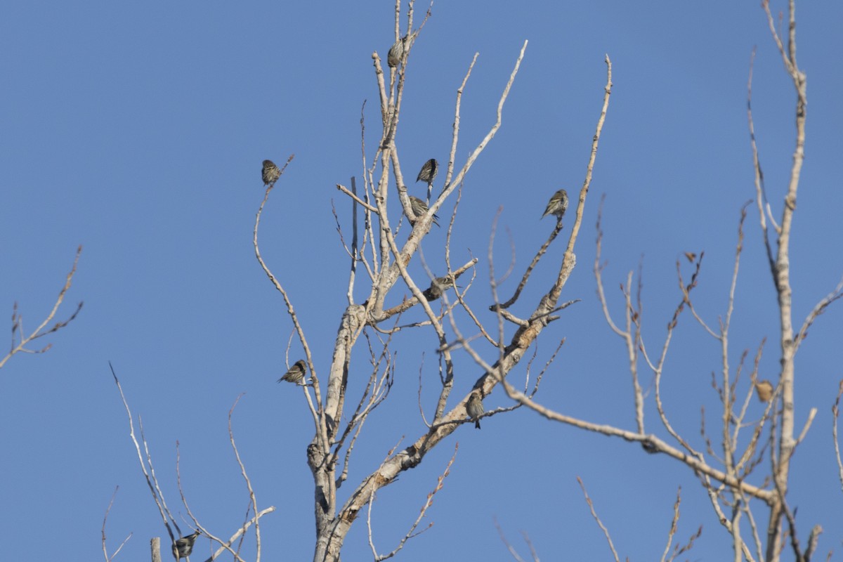 Pine Siskin - Colleen Childers