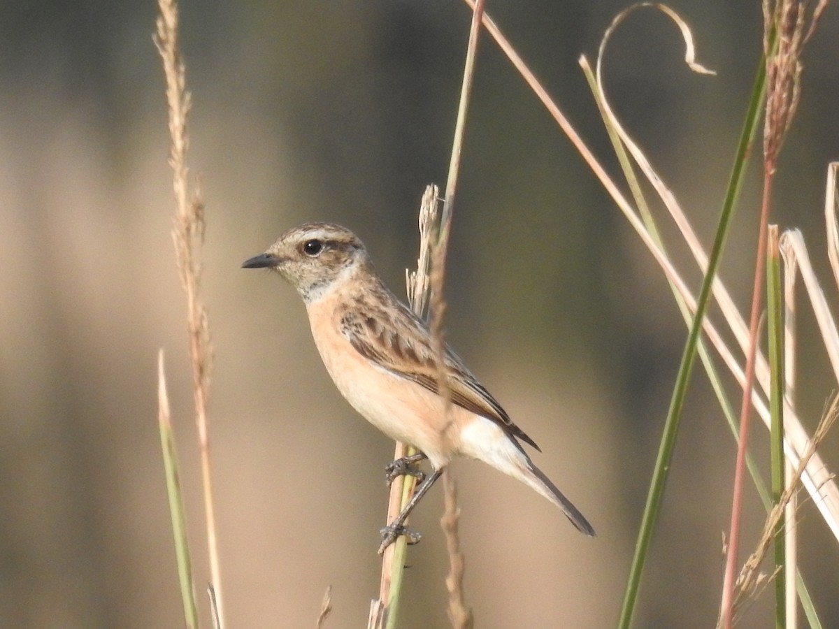 Siberian Stonechat - ML294270921