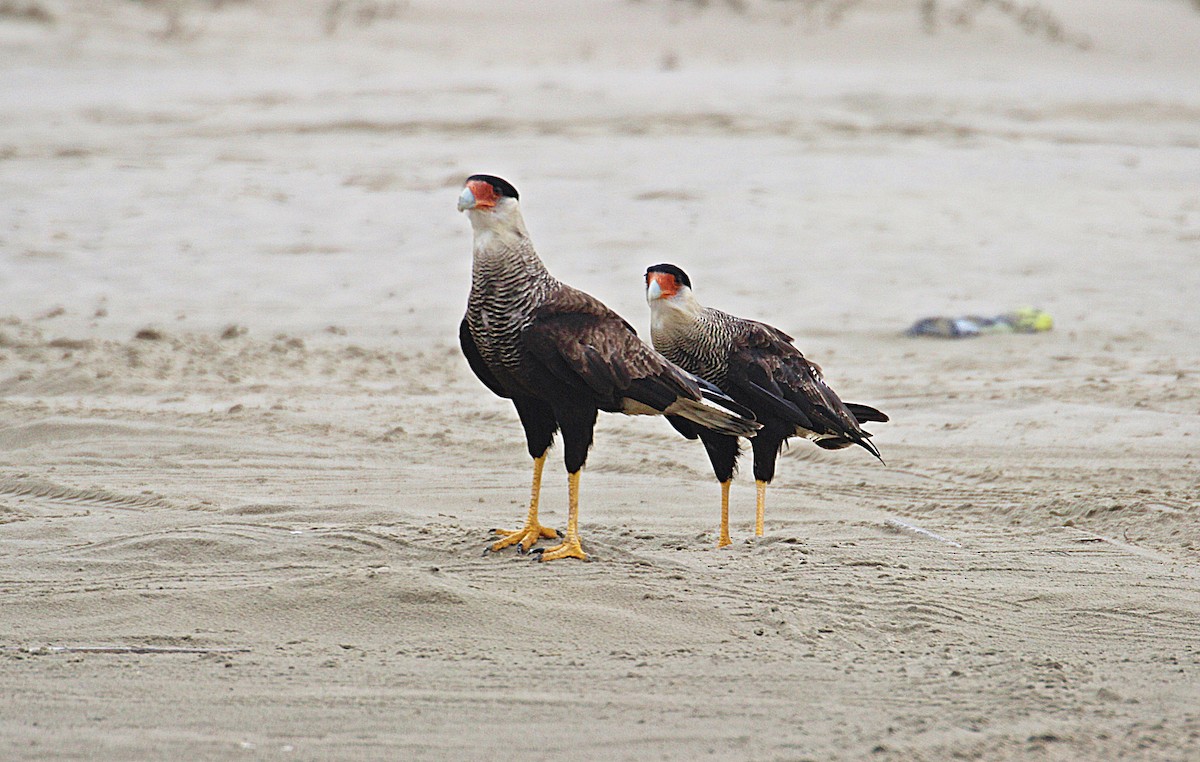 Crested Caracara (Southern) - ML29427161