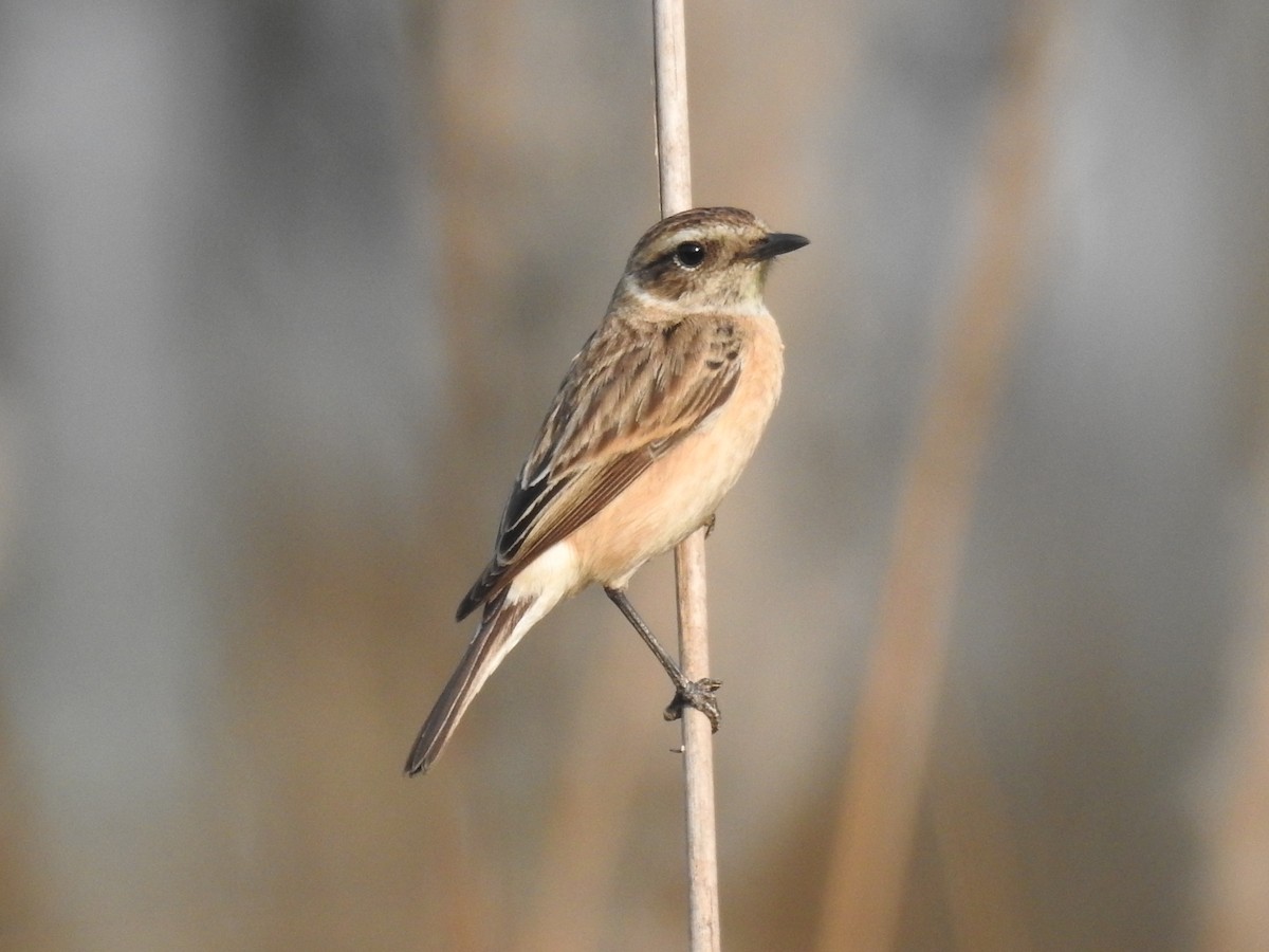 Siberian Stonechat - Sovan Gupta