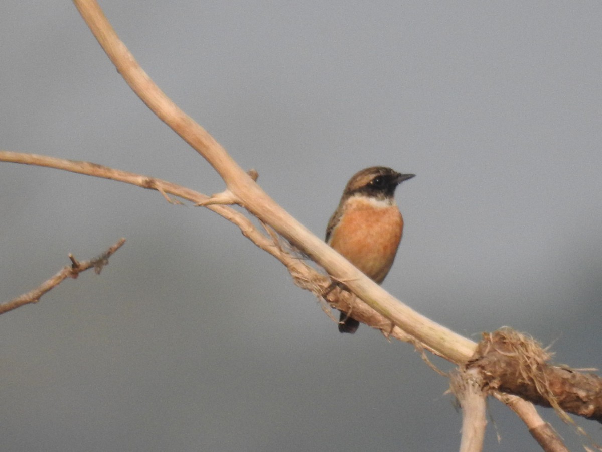 Siberian Stonechat - Sovan Gupta