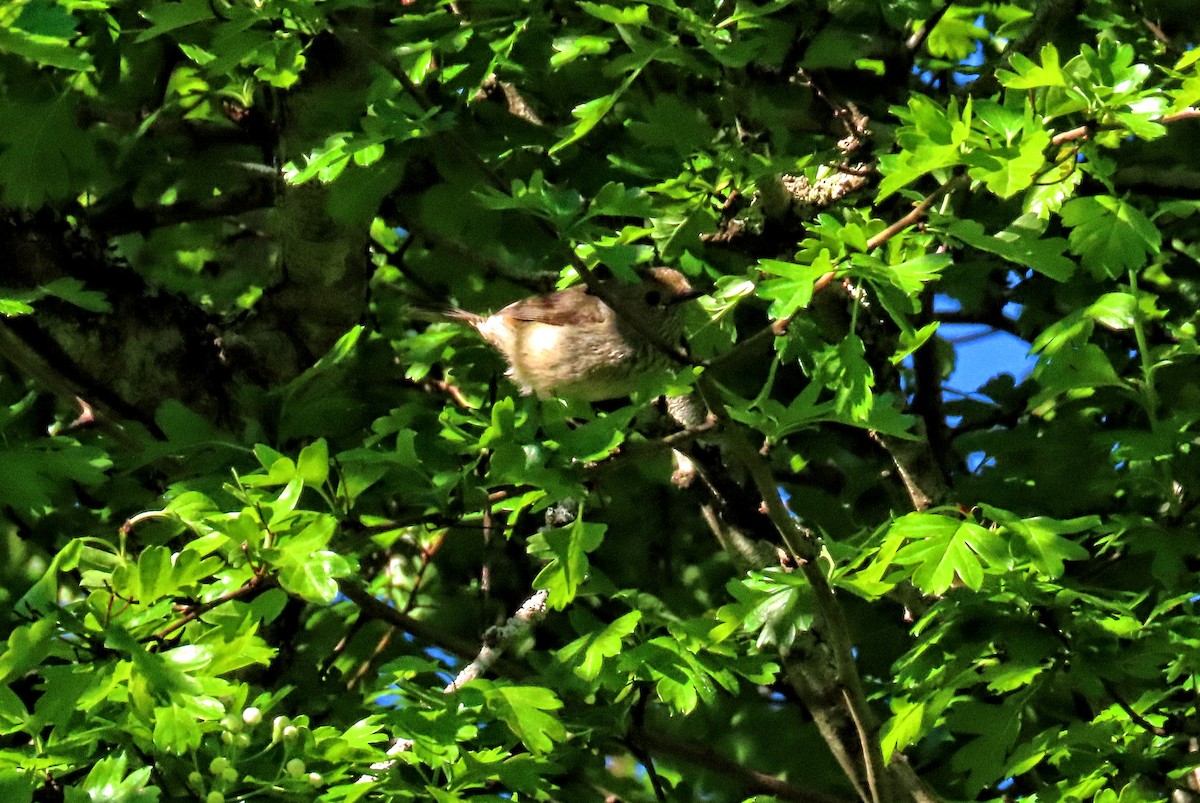 Tasmanian/Brown Thornbill - ML294272031