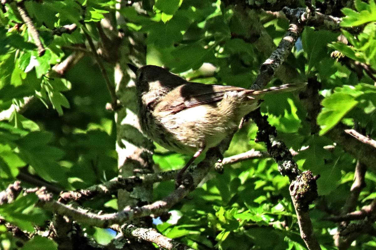 Tasmanian/Brown Thornbill - ML294272061