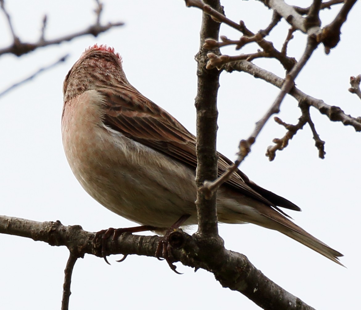 Cassin's Finch - ML294273011