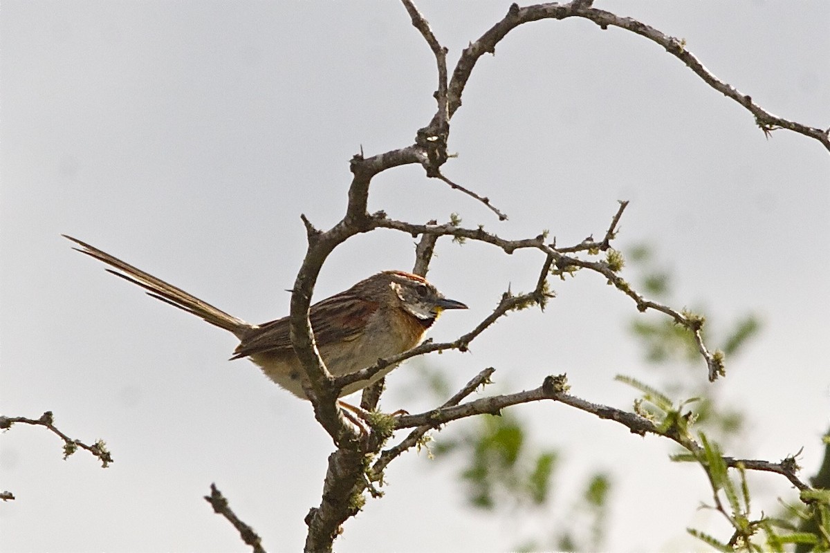 Chotoy Spinetail - Kyle Elliott