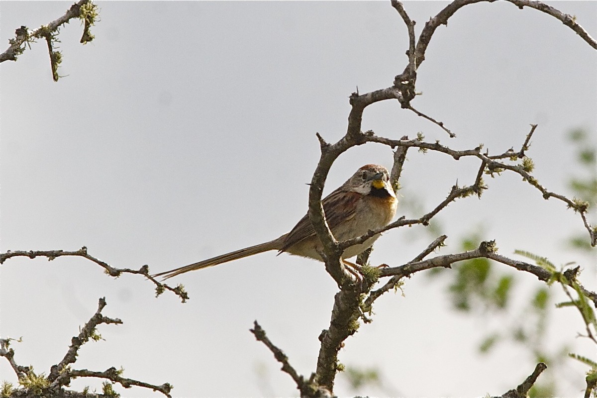 Chotoy Spinetail - Kyle Elliott