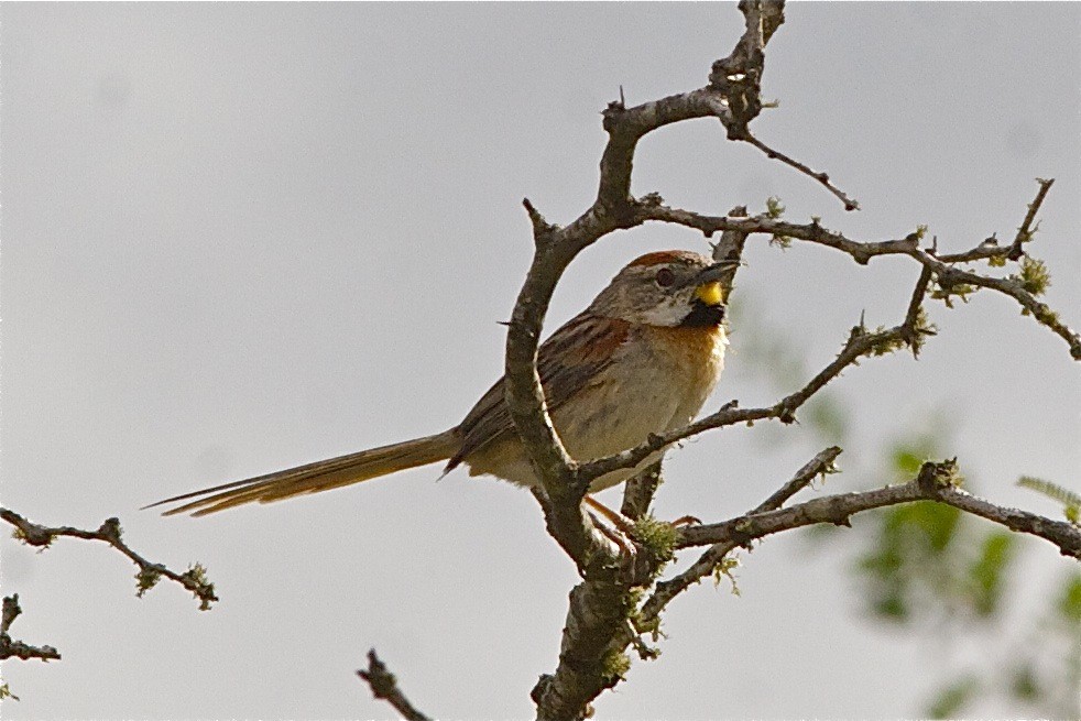 Chotoy Spinetail - Kyle Elliott