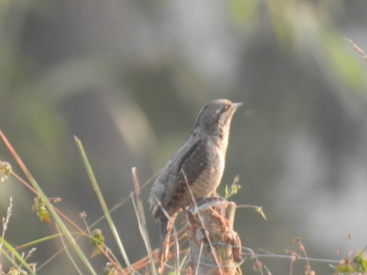 Eurasian Wryneck - Sovan Gupta