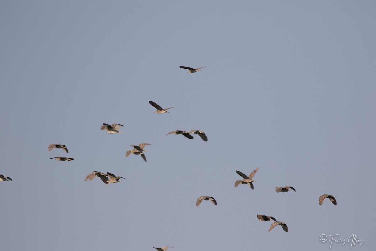 Black-crowned Night Heron - ML294274021