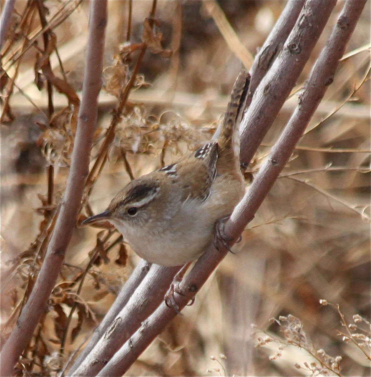 Marsh Wren - ML294277981