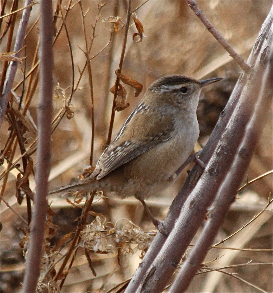 Marsh Wren - ML294278221