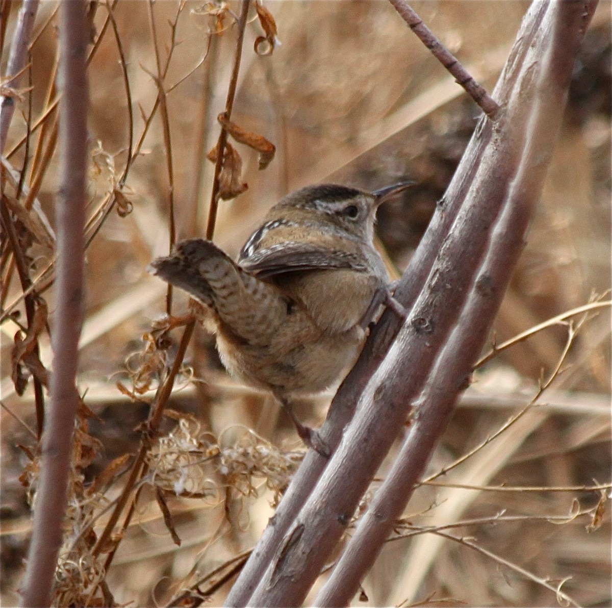 Marsh Wren - ML294278361