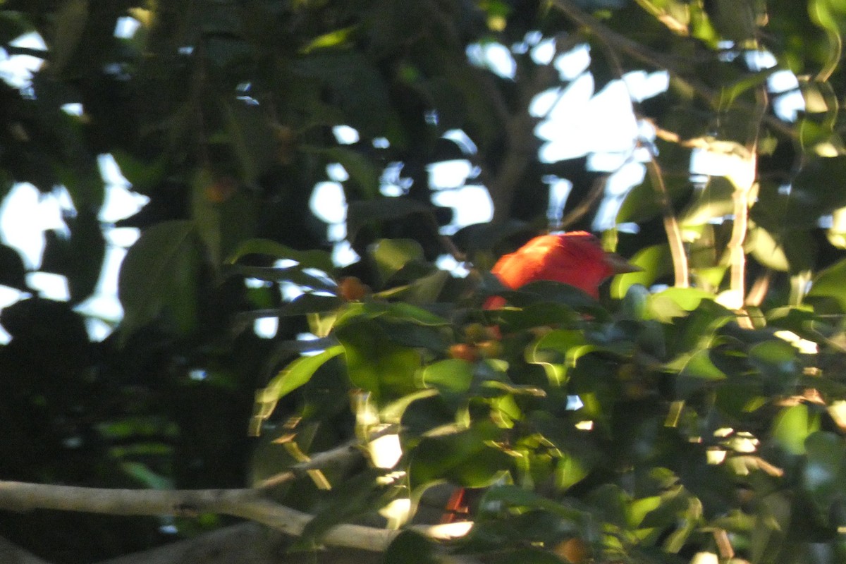 Summer Tanager - ML294278391