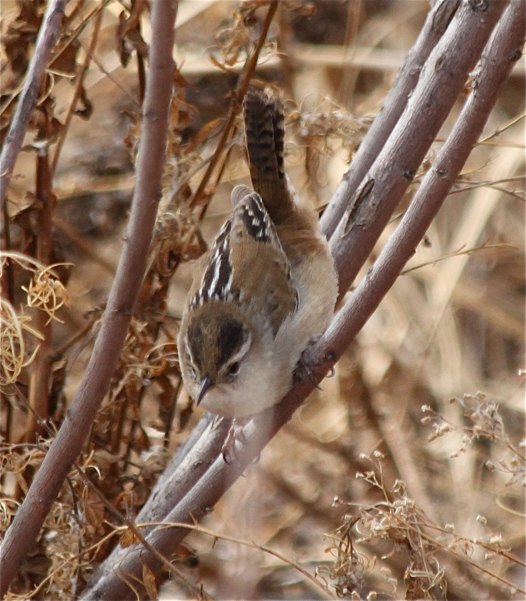 Marsh Wren - ML294278501