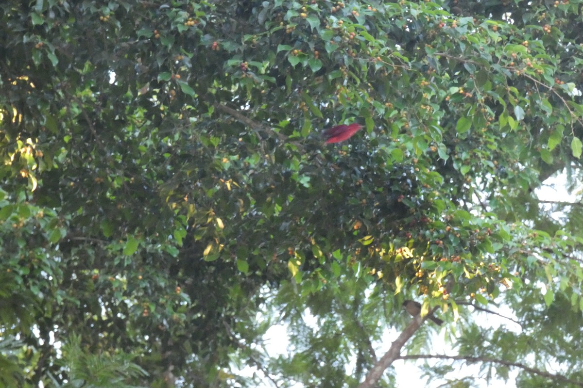 Summer Tanager - Ricardo Brenes