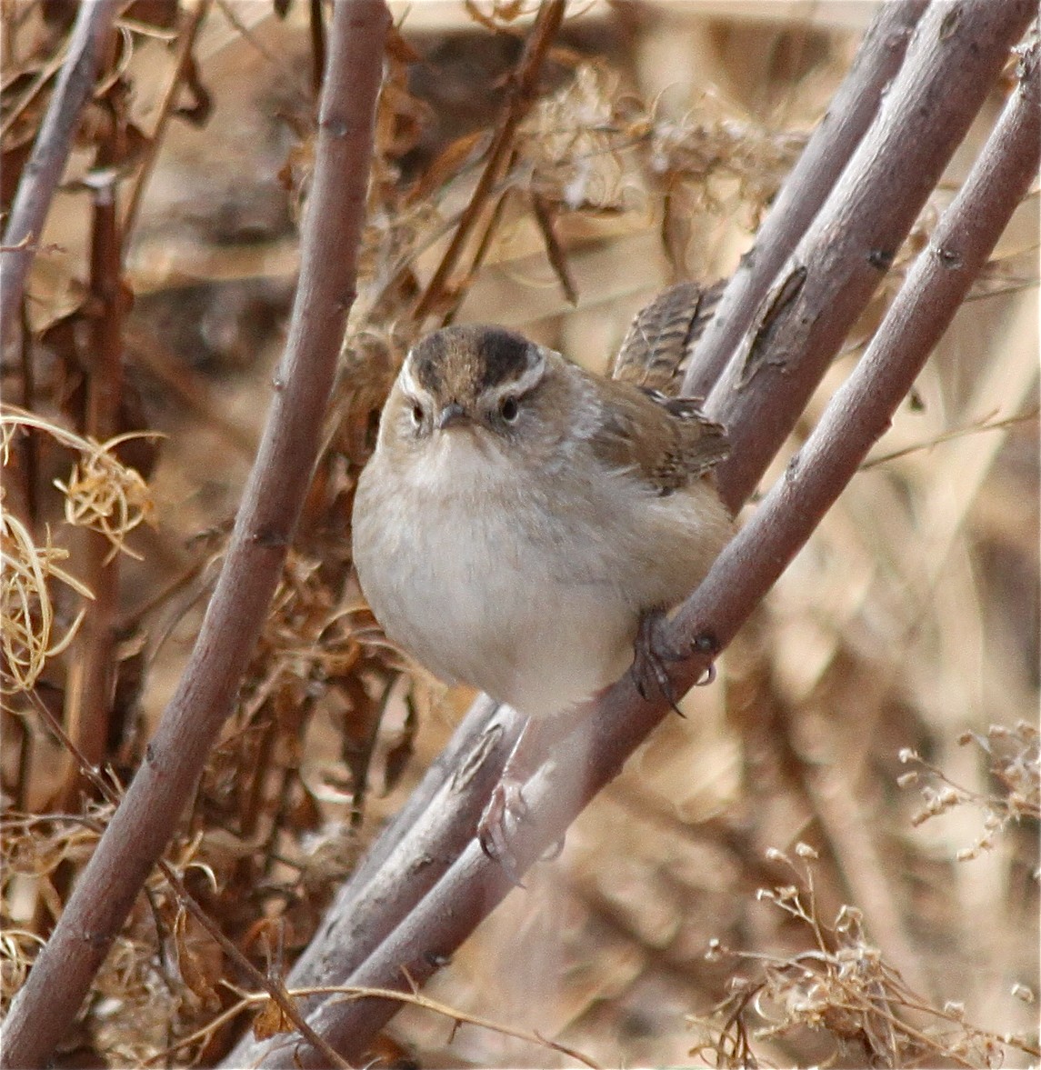 Marsh Wren - ML294278561