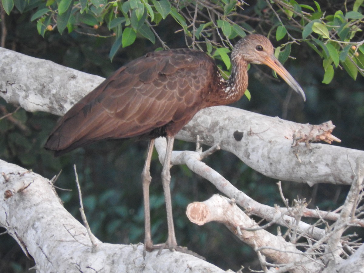 Limpkin - ML294280041