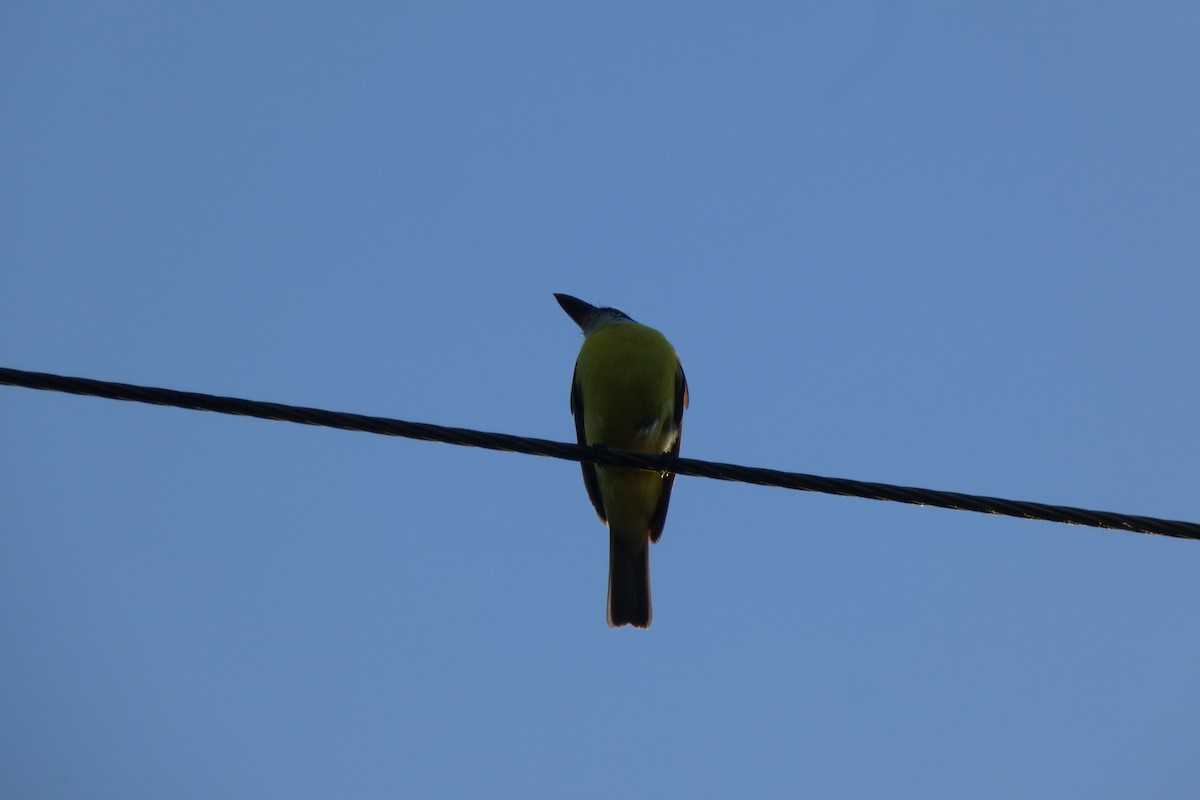 Boat-billed Flycatcher - ML294280661