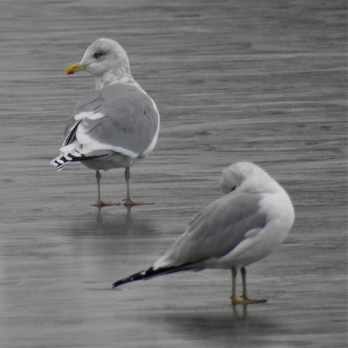 Iceland Gull - ML294281301