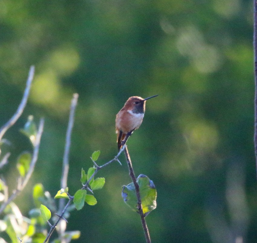 Rufous Hummingbird - ML294281431