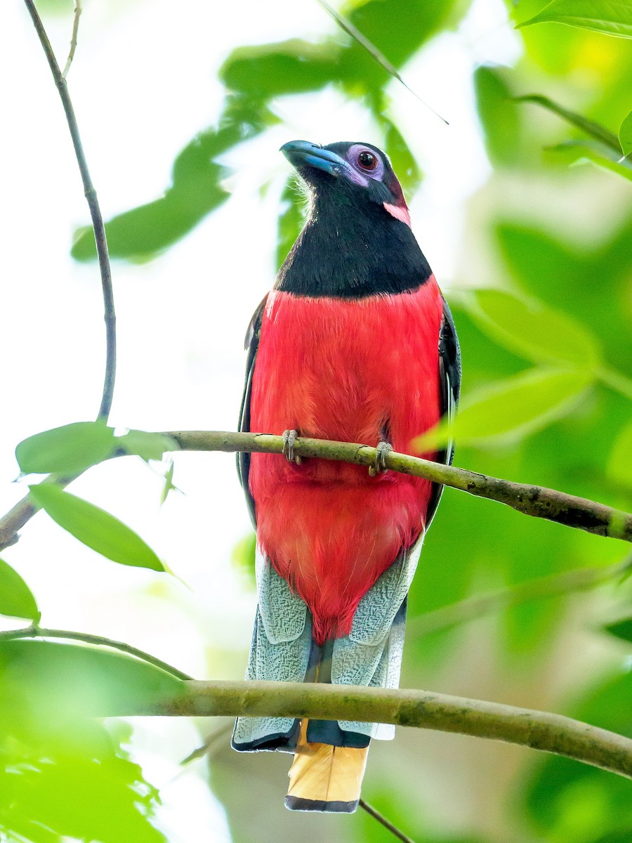 Diard's Trogon - Karyne Wee